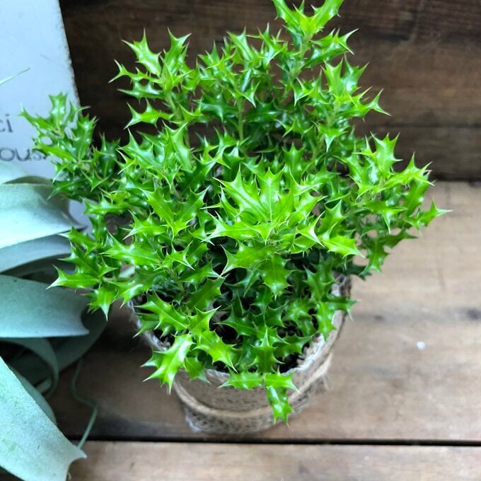 姫ヒイラギ 】 ☆｜柊 観葉植物 縁起物 厄除け 魔除け クリスマス