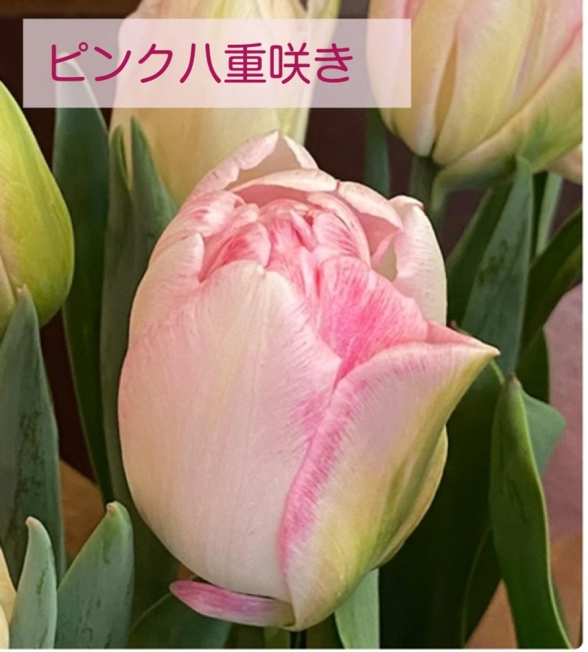 チューリップ鉢植え＜5号鉢・ピンク八重咲き＞ 【チューリップ ギフト