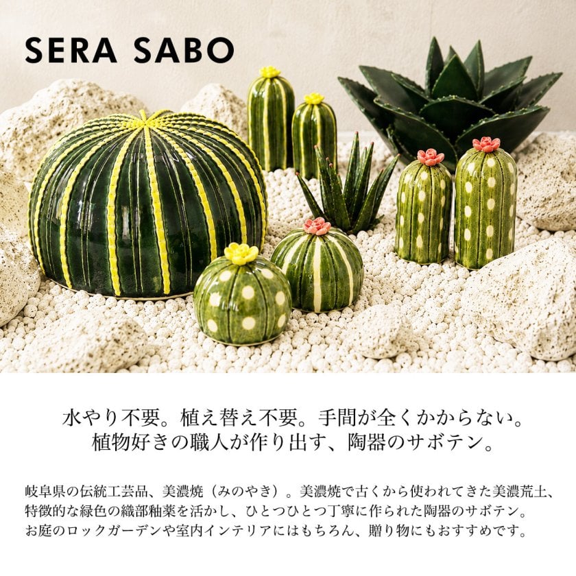 SERA SABO 陶器のサボテン 金鯱 単品 ( 即日発送 敬老の日 プレゼント