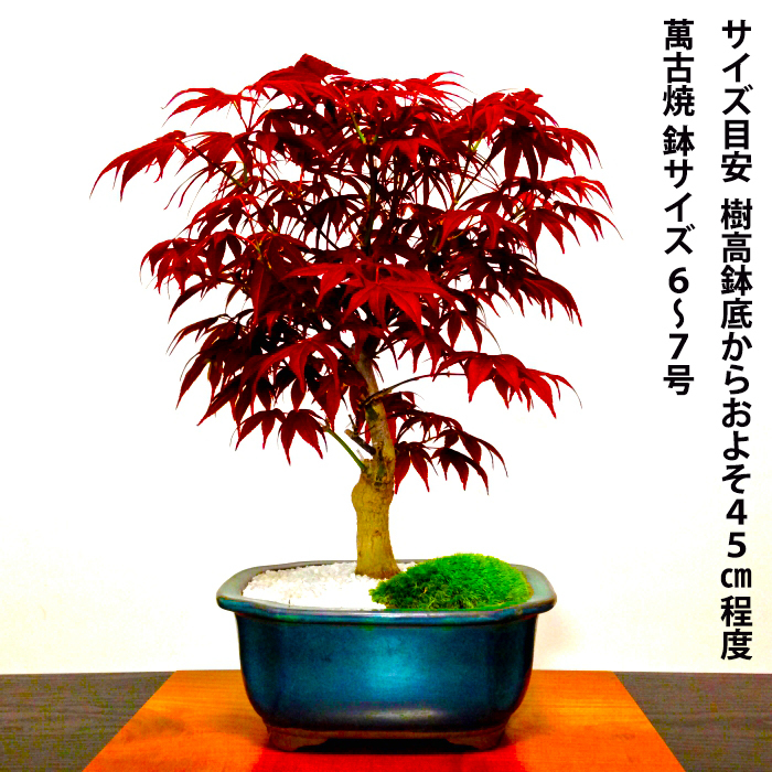 盆栽　紅葉 盆栽 もみじ 希少 本格 極上 盆栽 樹齢10年 猩々野村もみじ 紅葉盆栽