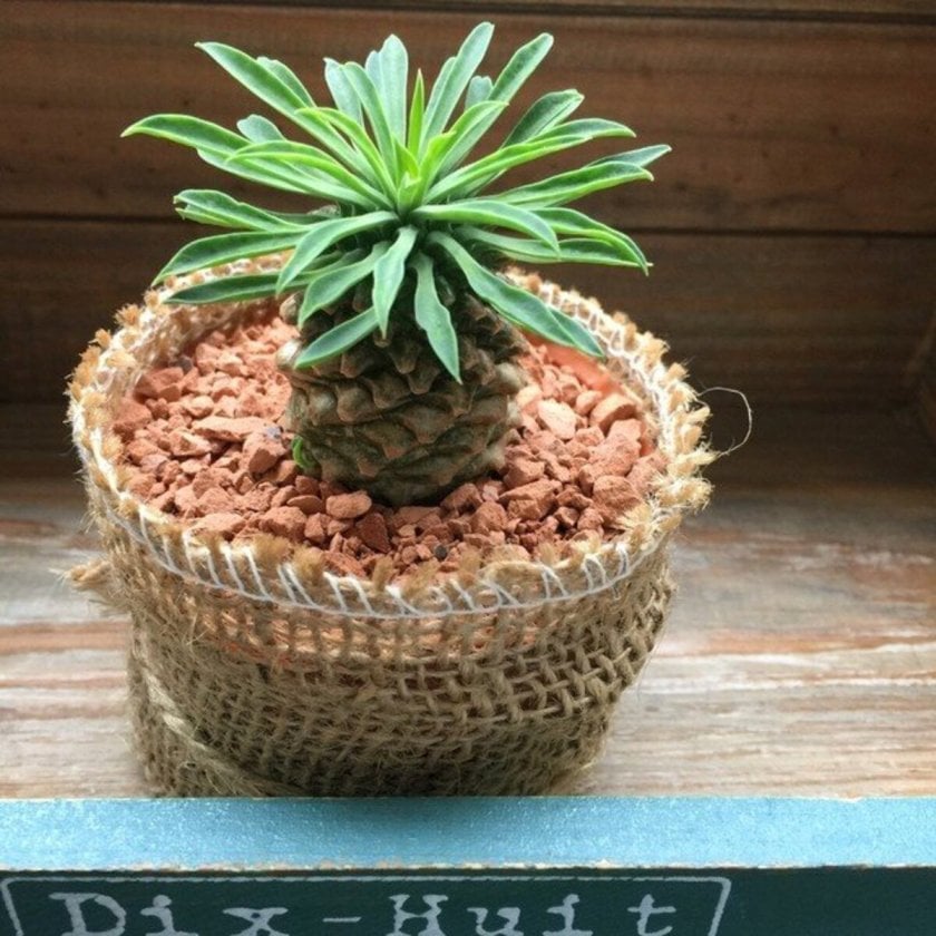 ソテツキリン】☆ | 蘇鉄麒麟 パイナップルコーン 多肉植物 観葉植物