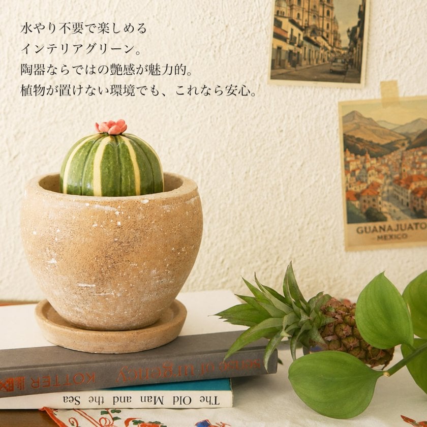 SERA SABO 陶器のサボテン 瑠璃兜 赤色 キットセット （鉢・ストーン付