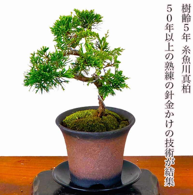 糸魚川真柏 小品盆栽 ミニ盆栽 真柏 ミニ盆栽 糸魚川真柏 育て方