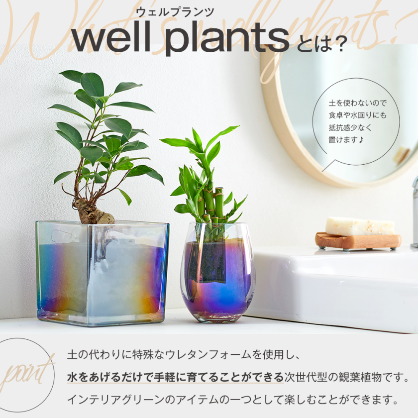 well plants 卓上 観葉植物 オーロラカップグラス 土を使わない 水を