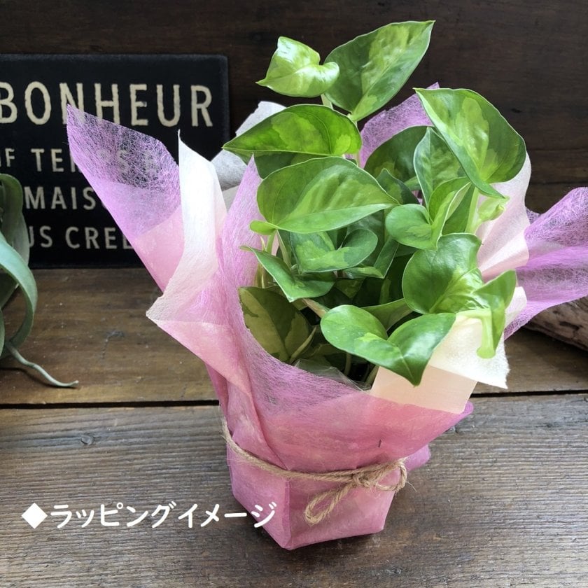 ち*き様 ベンジャミン　バロック　大株　約９５センチ ベンジャミンバロック 大苗 観葉植物 インテリア - 【パリジェンヌ