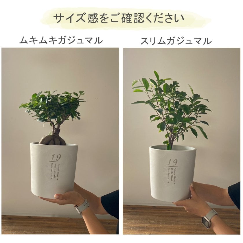 植樹の儀ガジュマル】送料無料// 結婚証明書 名入れ ゲスト参加型 植樹