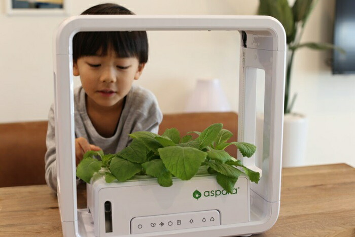 水耕栽培キット 通販 水耕栽培 野菜栽培 家庭菜園 屋内用水耕栽培