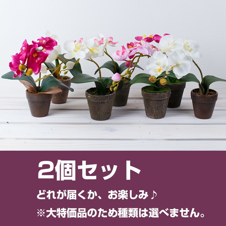 リアル造花　胡蝶蘭　ミニ胡蝶蘭とセット 母の日 花 造花 ミニ胡蝶蘭2個セット ギフト プレゼント 仏用 玄関[kd