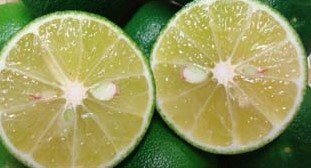 すだち 徳島産 酢橘 1kg/袋 Lから3Lサイズ スダチ（徳島産）地元