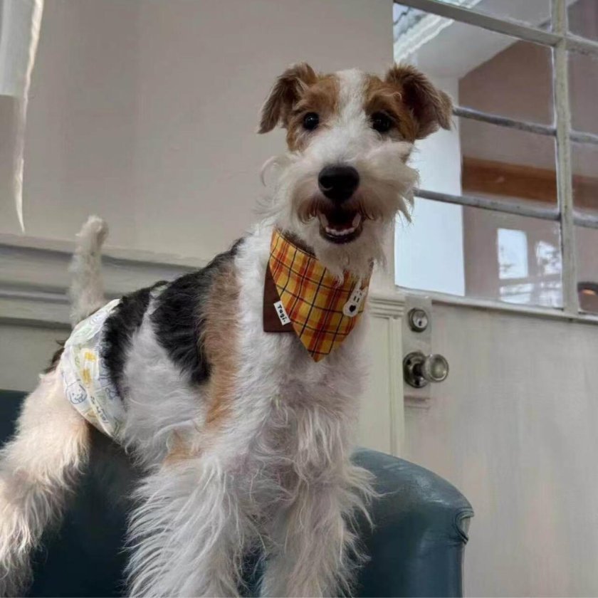 犬用バンダナ ペット用バンダナ 首輪 スカーフ 犬 猫 小型犬 子犬 調節