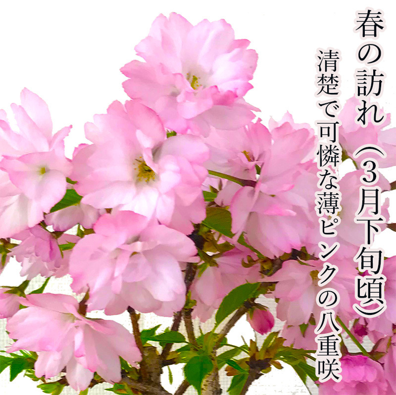 盆栽 旭山桜 苔装飾 日時指定可 ギフト 無料 ミニ盆栽 八重咲 20以上の
