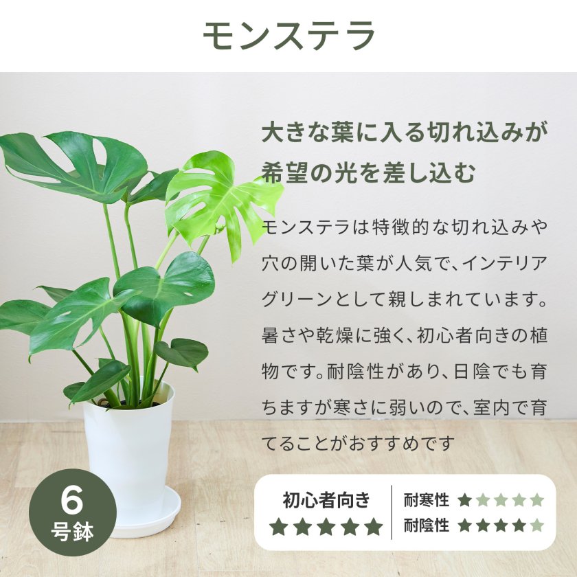 モンステラ 6号 オリーブ 6号 観葉植物 選べる 鉢 付き 本物 大型 ( お