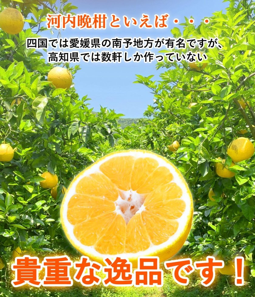 成田直送】 河内晩柑 家庭用 3.5kg～10kg 混合 L～5L 成田果樹園 河内