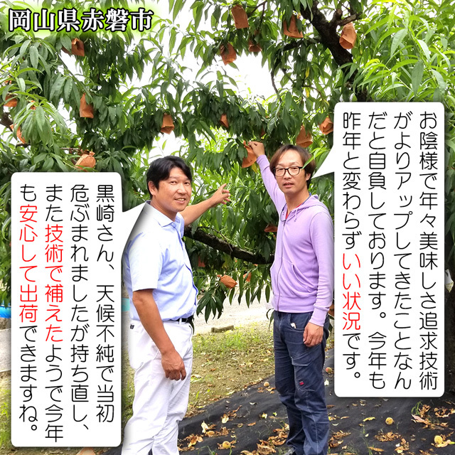 桃 黄金桃 中大玉約1.4kg（約290g×5個) 送料無料 敬老の日 ギフト