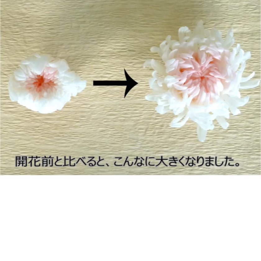 大地農園！ プリザーブドフラワー 「輪菊・中 白 6輪(1箱)」プリザ